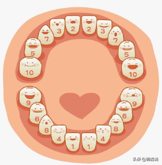 换多少颗牙齿:儿童一共要换多少颗牙齿？