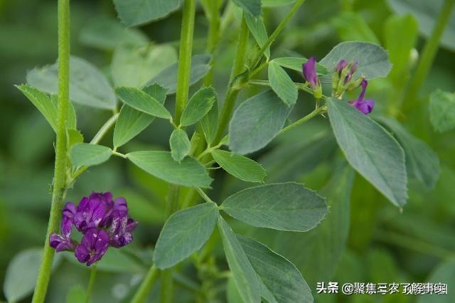 紫花苜蓿草保护价:养牛全部买草料喂成本大吗？