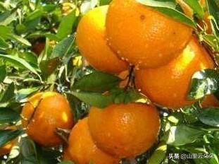 肇庆德庆的特色有什么？