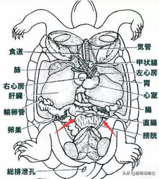 甲鱼内部结构解剖图图片