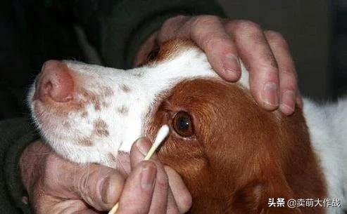 宠物护理:如何给狗狗做日常护理，狗狗日常护理都有哪些方面？