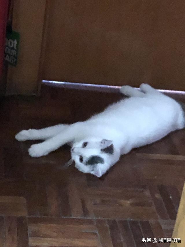 领养猫:领养的猫需要注意什么，怎么和猫建立感情？