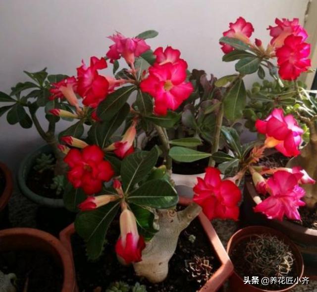 沙漠玫瑰软腐病:沙漠玫瑰冬天怎么在室内过冬？