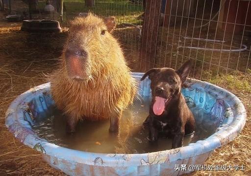 褴褛猫对动物友善程度:对同类最友善的动物是什么？