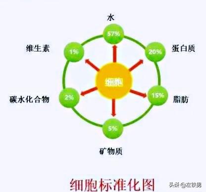 减肥应该吃什么:减肥应该吃什么东西 减肥期间应该多吃什么？少吃什么？