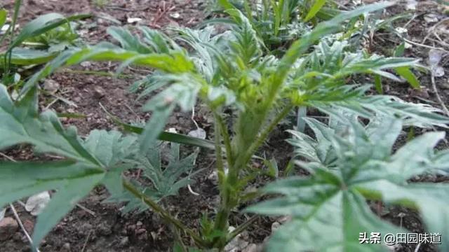 哈拉海菜怎么做最好吃？
