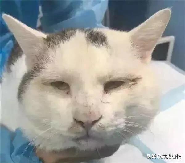 异国短毛猫护理经验:猫为什么有泪痕?怎么护理？