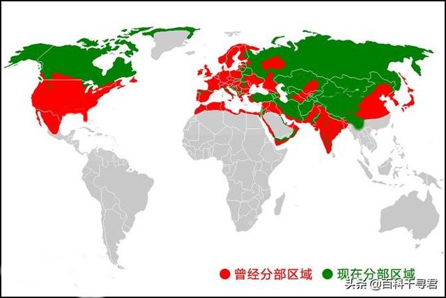 澳洲野犬长途奔袭30公里:小时村子周围狼很多，下午就不敢到地里去，现在为什么见不到了？