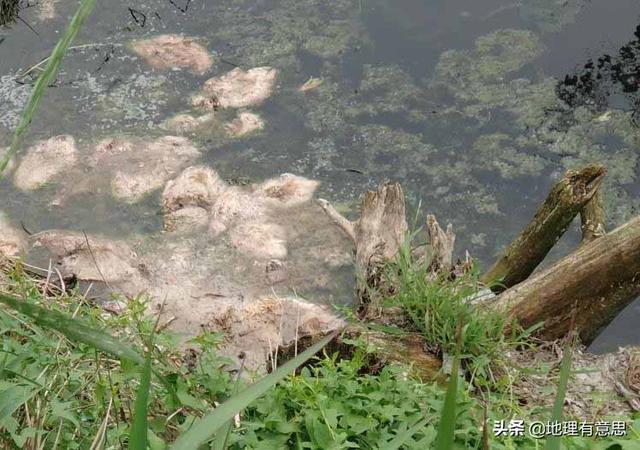 安徽的十大污染之一就是养鸭子，农村地区已经深受其害，有没有什么方法解决？插图3