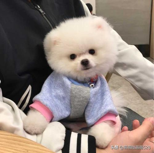 博美犬视频训练:4个月大的博美容易训练和培养感情吗？ 博美犬怎么训练