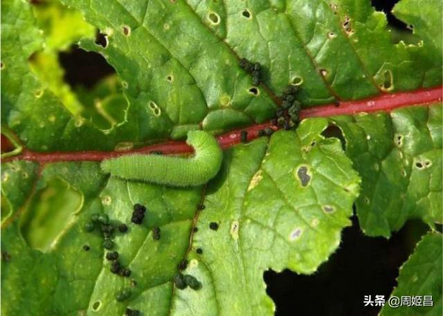昆虫有哪些:昆虫有哪些 家里喜欢出现的虫子有哪些？