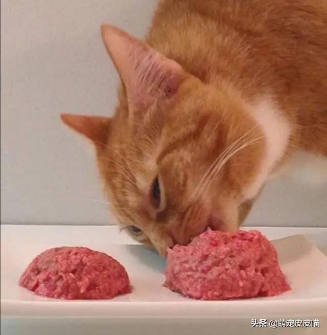 饲养猫论坛:给普通家猫喂剩饭剩菜能不能养好？