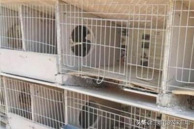 宠物兔养殖基地的兔舍常见形式:一百只种母兔需要多大的场地？有什么注意的吗？
