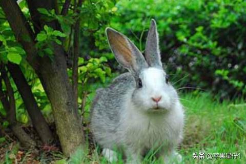 兔子吃什么草:兔子能吃什么常见的草，农村给什么草给兔子吃？