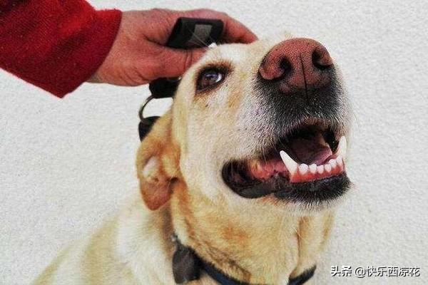 拉布拉多怎么训练狗狗大小便:怎样训练狗狗到外面拉尿？