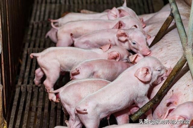 调剂母猪的产后护理:母猪产后炎症还可以改善或者修复吗？