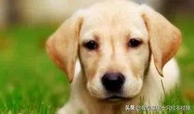 拉布拉多犬介绍:怎样饲养拉布拉多犬，它会更健康呢？