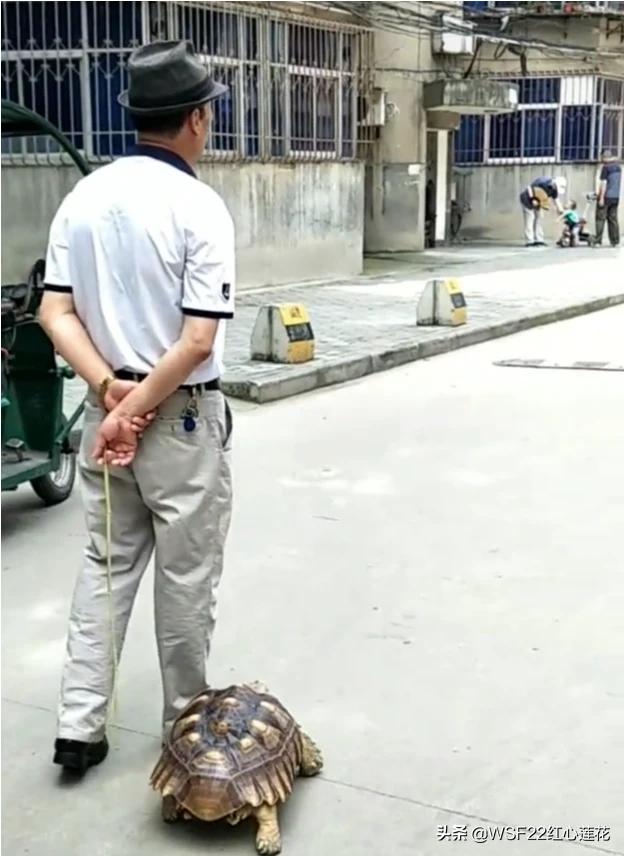 家养龟的种类:新手想养个乌龟，选择什么品种最好？