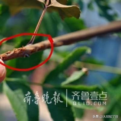 拇指猴养殖:有人工养殖爬蚱吗怎么养？
