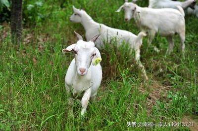 养牛知识大全视频播放:人一辈子就做一件事养牛，养1万头牛，也能成千万富翁吗？