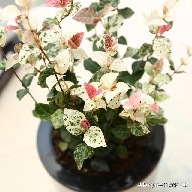 花卉图片大全吊竹梅:吊竹梅开花图片 怎样种植吊竹梅，让它长得很茂盛？