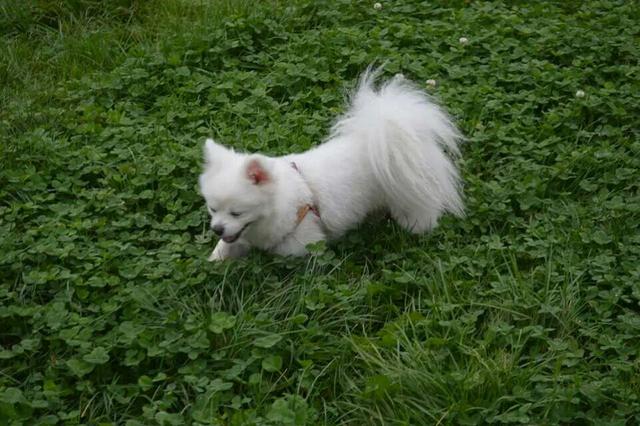 米格鲁犬遛弯能放狗绳吗:为什么有人提倡公共场合禁止遛狗？