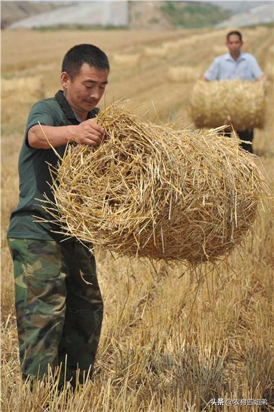 农村如何就地取材制作羊饲料？