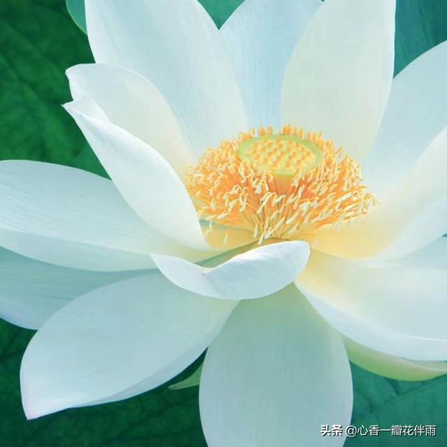 我是演说家张雪峰:综艺《我是演说家》里的哪些演讲最打动人？