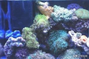 海水缸:如何简易调配海水和调节海水缸盐度？