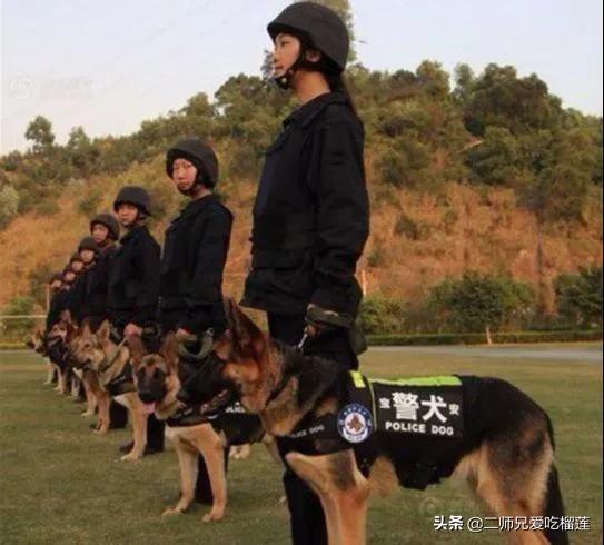 昆明犬图片:昆明犬有什么“可怕”的地方，不值得人们饲养？