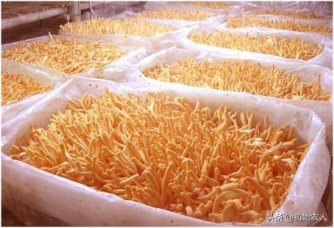 食用菌种植:食用菌是怎样栽培出来的？