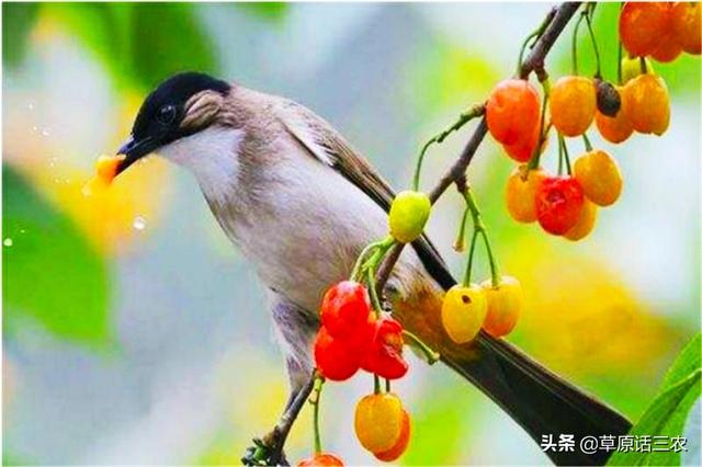下鸟啦网:蜜丝枣成熟时，小鸟总喜欢偷吃，用什么办法防鸟最好？