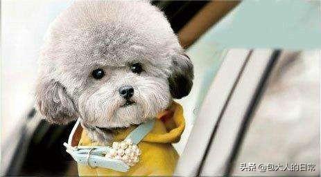 白贵宾犬美容造型图片大全:你知道泰迪犬有多少种毛色吗？你最喜欢哪种，为什么？ 贵宾犬剪毛造型图片
