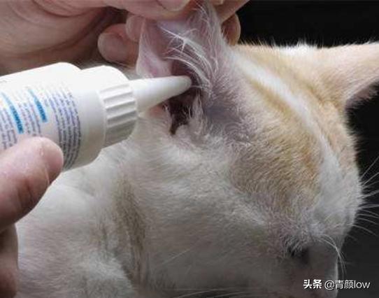 猫耳螨对人有什么症状:给小猫滴除耳螨的药，它甩耳朵喷我一脸、螨虫会感染给我吗？