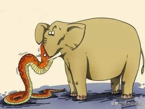 巨蟒，人心不足蛇吞象：现实中，蟒蛇真的能吞得下大象吗