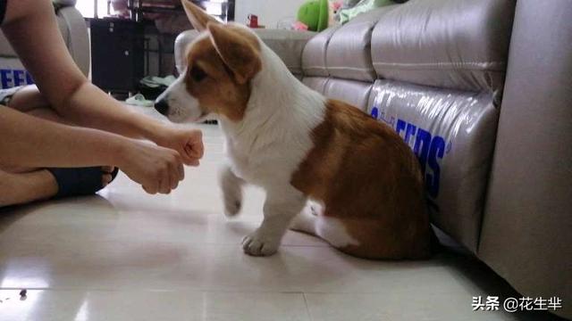 xungou:狗狗多大的时候开始训练最好？