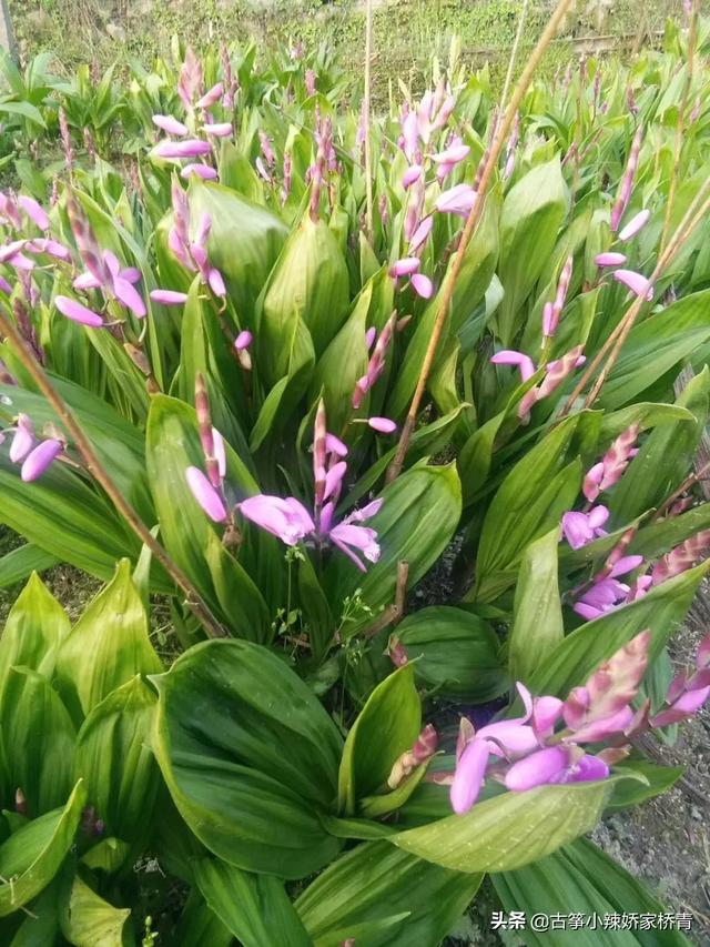 种植白芨未来市场怎么样,能赚钱吗？