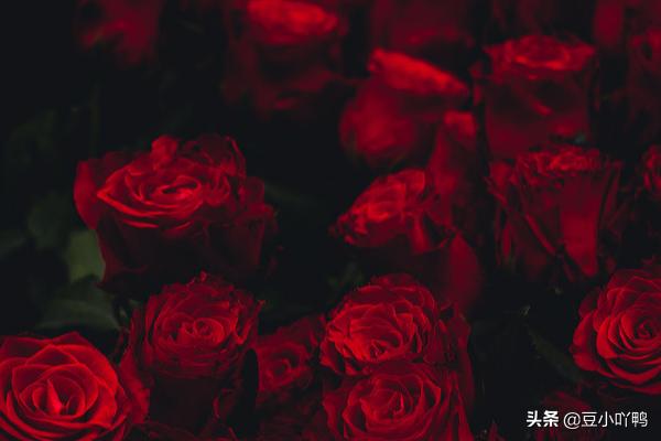 19朵玫瑰代表什么，19朵玫瑰花的花语是什么？