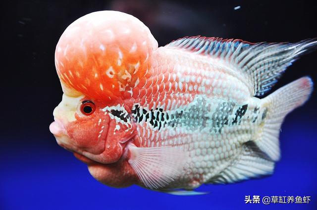 小罗汉鱼价格:罗汉鱼在热带鱼里面属于什么档次的鱼？