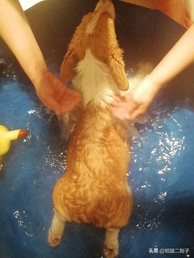 柯基幼犬:柯基犬的习性和喂养要点？