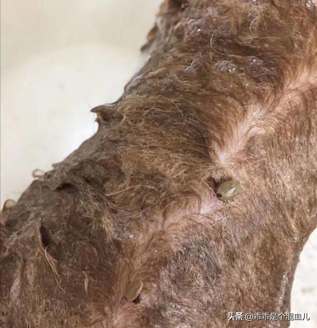 宠物养护:养殖宠物狗前景怎么样，利润如何？ 宠物养护专业就业前景