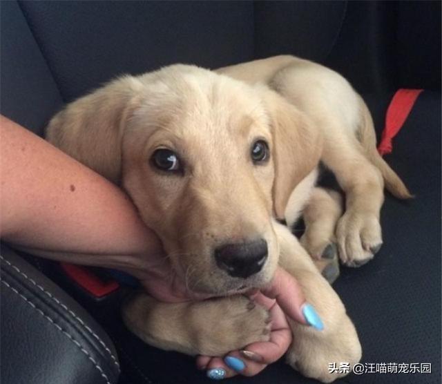 如何训练狗的胆子:为什么有的狗狗胆子那么小？