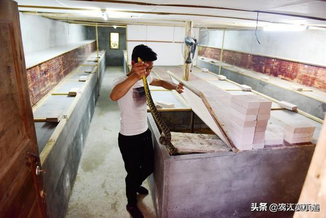 茶陵话狗母蛇:宠物蛇一年可以交配几次？