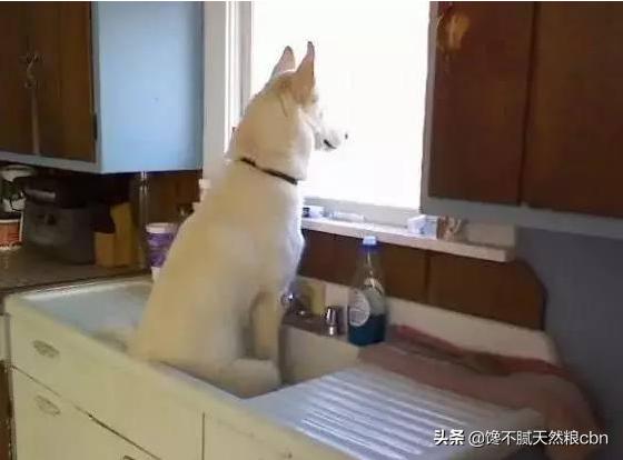 好狗狗:想买个宠物狗，买公的还是母的合适？
