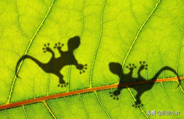 家里放个什么鬼不敢进,家里进了壁虎，要不要赶出去？