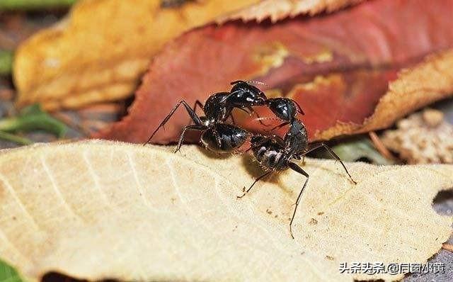 头条问答 有人说消灭田园蚂蚁 对灭杀蚜虫有很好的效果 有道理吗 门窗黄哥的回答 0赞