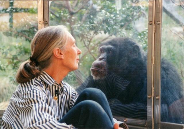 比利时女子与黑猩猩相爱,动物园为何禁止她继续探望？