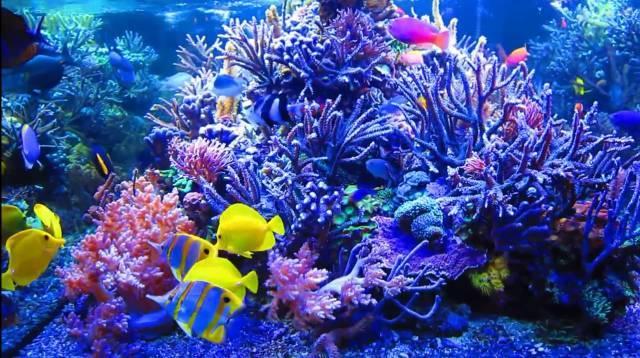 家养海水鱼视频:想养海水观赏鱼,怎么配置海水？