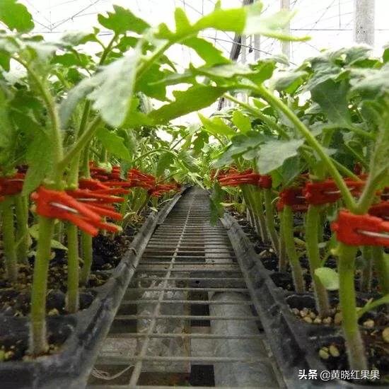 珍珠番茄的繁殖方式:黑珍珠番茄如何在家盆栽种植？