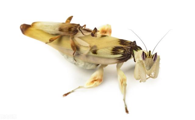 雌螳螂一定会吃掉自己的配偶吗，母螳螂吃公螳螂时，为什么公螳螂不反抗